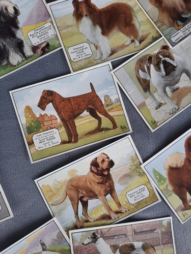 Ardath champion dogs 1934 - dogs,