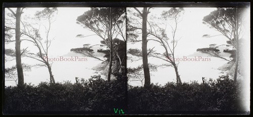 Mer méditerranée c1910 photo - mer,