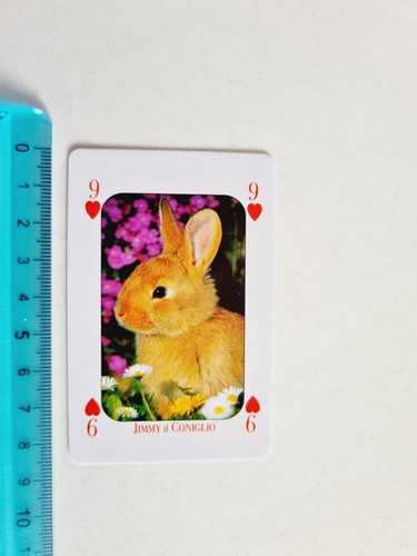 Coniglio rabbit card - rabbit, rare
