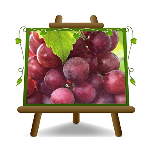 Vite apirene rossa senza - senza, semi
