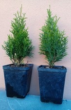 Thuja occidentalis Tuia Cedro