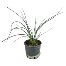 YUCCA RED Hesperaloe