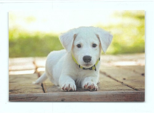 Cartolina postale cucciolo - postale,