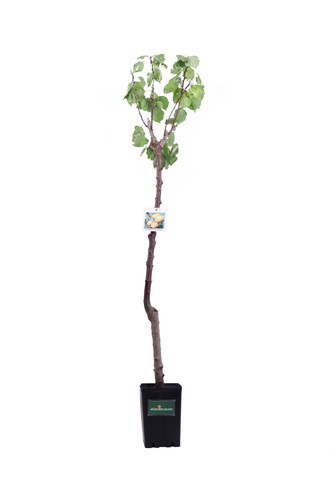 Pianta albicocco o - di,