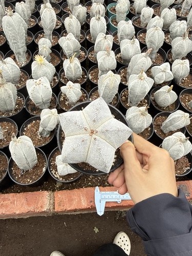 Astrophytum myriostigma onzuka - astrophytum,