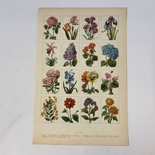 Stampa fiori botanica vintage