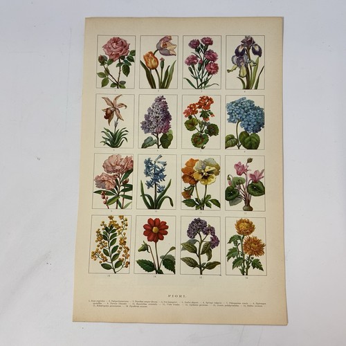 Stampa fiori botanica - , vintage