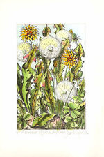 BOTANICA -TARAXACUM OFFICINALE - Danilo Rovai - Incisione Originale 1992