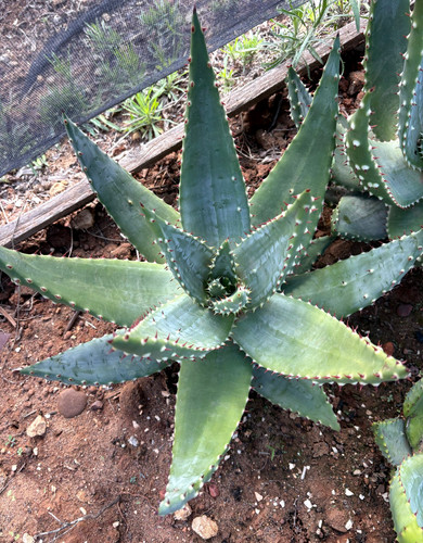 Aloe aculeata pianta da - aculeata,