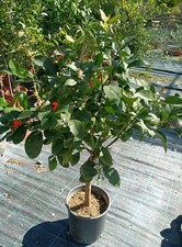 Pianta di limone 4 stagioni In Vaso 22/24 Innesto Basso 