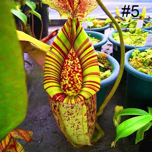 Nepenthes chaniana 10 semi - nepenthes,