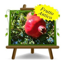 Melograno Dente di Cavallo