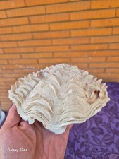 Conchiglia tridacna gigas - di,