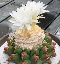 Discocactus pachythele SEEDS - I7LM - SEMI di Cactus Raro