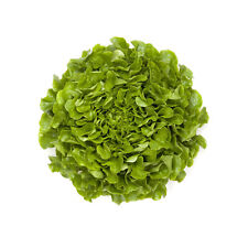 600 SEMI DI LATTUGA A FOGLIA