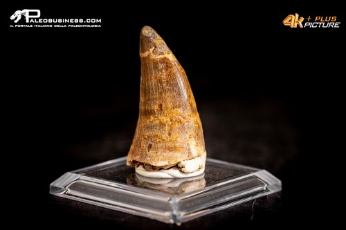 Dente fossile mosasaurus - dente,