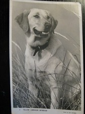 Yellow Labrador Retriever -