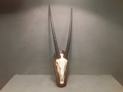 Vecchio trofeo corna - vecchio,