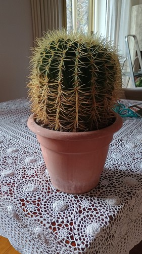 Pianta echinocactus - pianta,