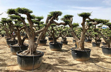 Ulivo olivo olea - olivo, "olea