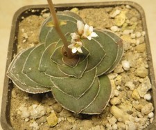 crassula emisphaerica