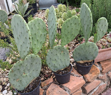 Opuntia engelmannii inermis /