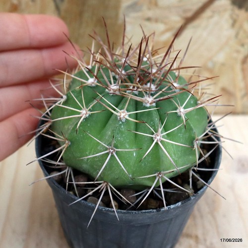 Melocactus longispinus vaso - melocactus, 7