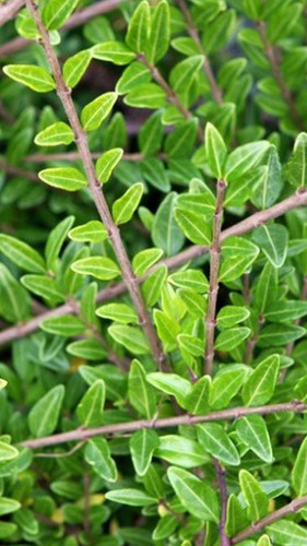 Pianta lonicera nitida - di,