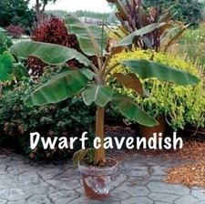 Musa - Dwarf Cavendish -