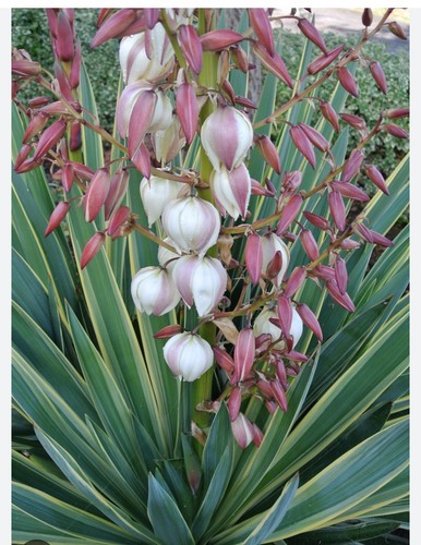 Rare variegated glorious yucca - rare,