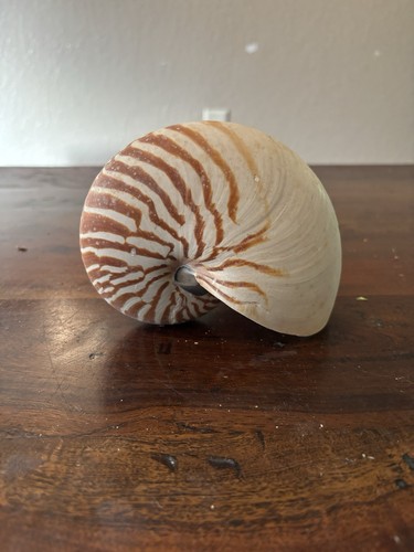 Conchiglia nautilus tiger - nautilus,