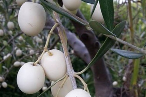 Pianta ulivo leucocarpa - pianta,