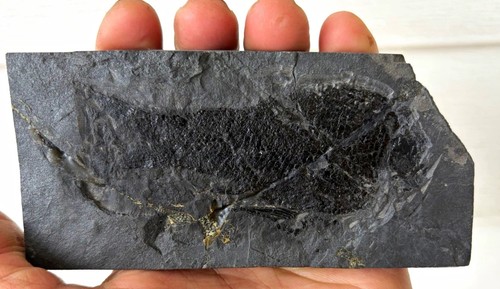 Raro pesce fossile - , dell'età
