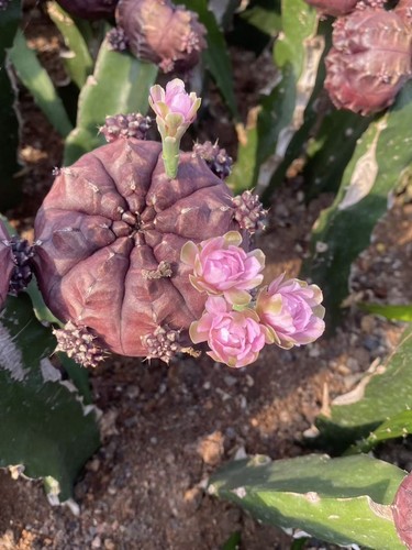Cactus pianta succulenta sogno - succulenta,