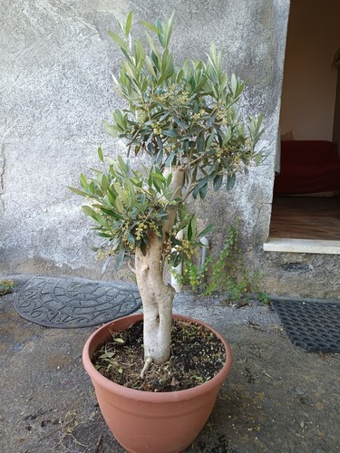 Ulivo bonsai vaso - vaso, olivo