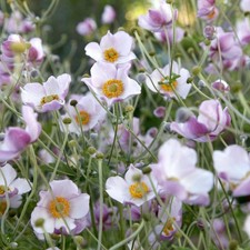 4x anemone autunnale anemone