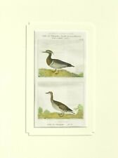 Ornitologia Anatre Stampa 1836.