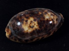 Cypraea testudinaria, Balabac Isl., Philippines, 98,4 mm, PURPLE ACCENTS