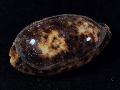 Cypraea testudinaria balabac - cypraea, testudinaria,
