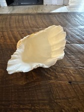 Decorazione conchiglia