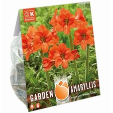 Bulbi di Amaryllis Orange