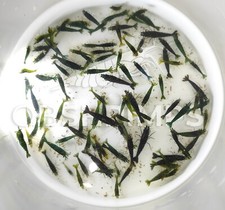 15 Neocaridine Davidi Green Jade Mid grade + omaggio superfood/caridine acquario