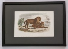 Gravure ancienne encadrée –