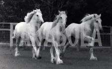 Foto vintage Cavalli, Inghilterra, Cavalli bianchi, Stampa 20 x 25 cm