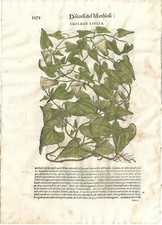 Stampa antica MATTIOLI