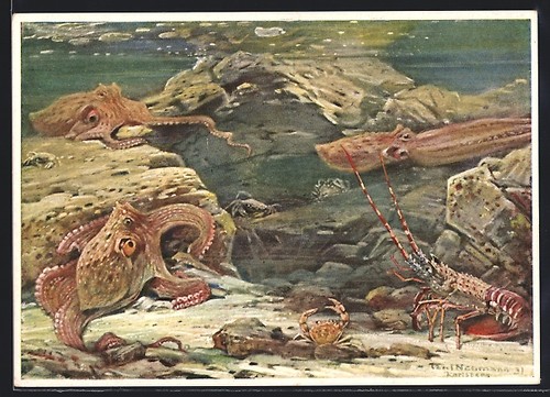 Acquario berlino grandi - di, berlino,