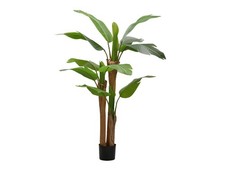 Banano pianta vaso 150cm - c/vaso,