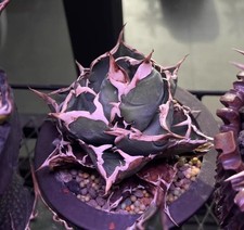 vaso 12 cm Agave titanota