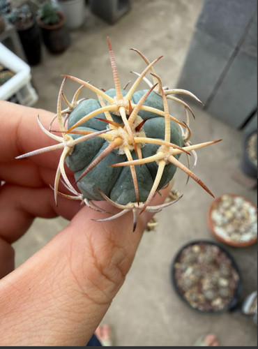 Rara pianta succulenta cm - rara,