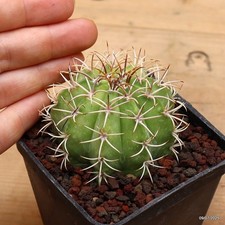 Melocactus matanzanus